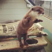 かわうその画像