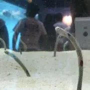 愛
