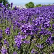 花椿