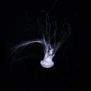 いちの画像