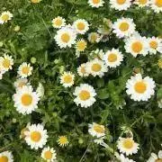 maomaoの画像