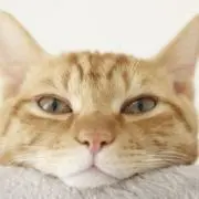 ななな！の画像