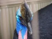 青い小鳥の画像