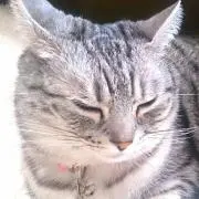 SAKU
