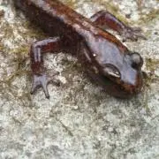 Hynobiusの画像