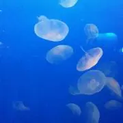 ぽこの画像