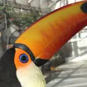 マメ