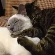 ゴマチャコの画像