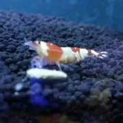 だ～ひし