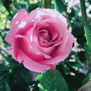 あか