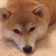 きな子の画像
