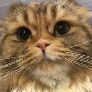 Doramiの画像