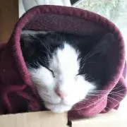 クロピーの画像