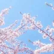 いくらの画像