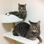 しばっち
