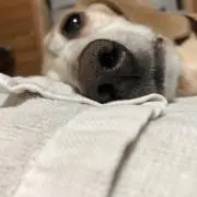 ワラビーの画像