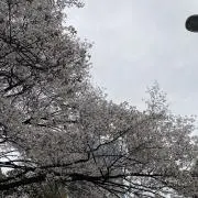 みんみんの画像