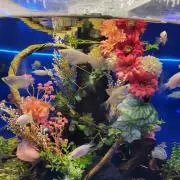 pyonの画像