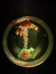 smlの画像