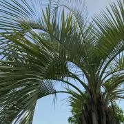 新米の画像