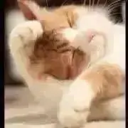 Neeの画像