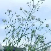 おさかなの画像