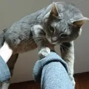 わた