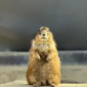 ワッフル※即購入可◎の画像