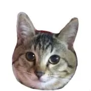 にゃんこ。(プロフ☆見てね)の画像