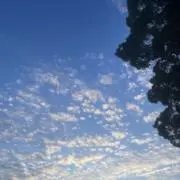 ミントの画像