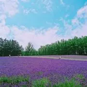 ロココの画像