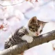 Yuriaの画像
