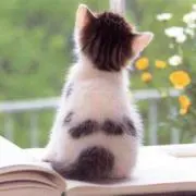 ねこ助