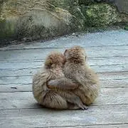 まりもの画像