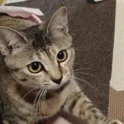 いもむし