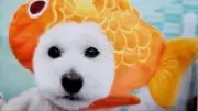 くろちゃんの画像