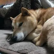 MISA