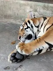 BIGTIGERの画像