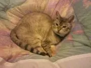 reriの画像