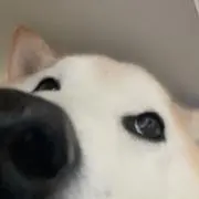 Ktの画像