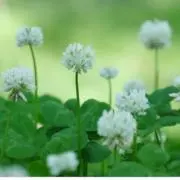 優しい野菜