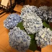 kanoの画像