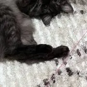 ゆの画像