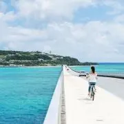 ピタカゲの画像
