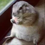 smaii