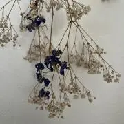 omo3の画像