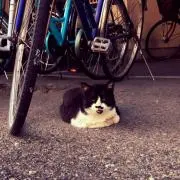 ふてねこ太郎の画像