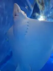ペンの画像