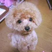 もこもこの画像