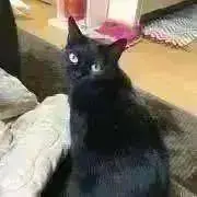 猫のしっぽの画像